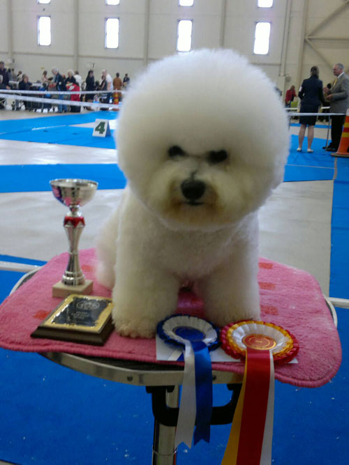 BOB & SERT Whitemoonwalker Dr House