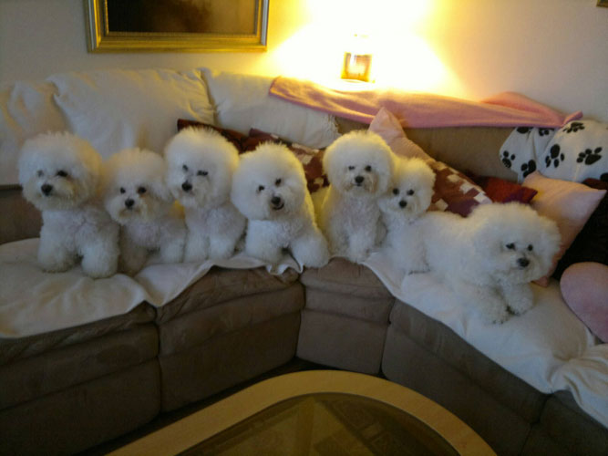 Joulun vietossa Moona ja Inkakin.