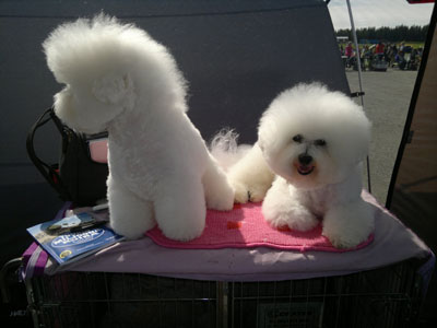 Seppo ja Sakke odottavat vuoroaan.